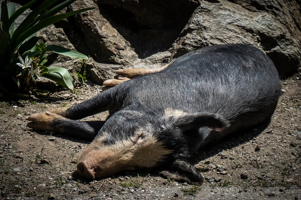 Schwein-gehabt.jpg