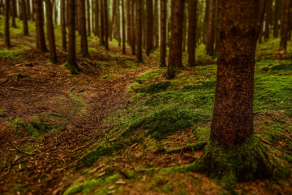 Wald.jpg